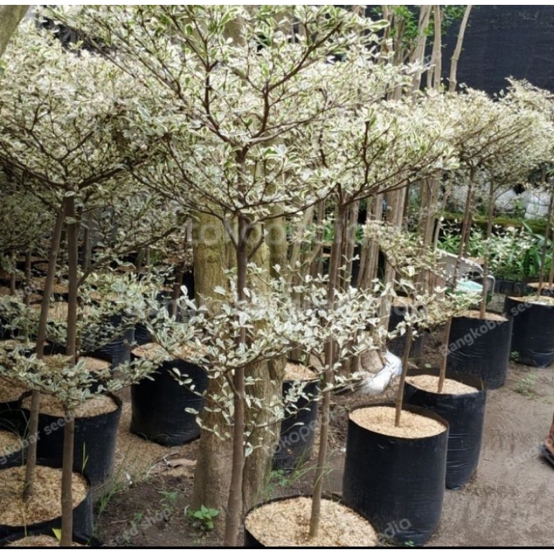 tanaman hias Ketapang kencana Varigata 80-1 meter - pohon ketapang mini putih