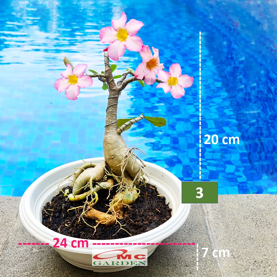 Tanaman Hias Bonsai Adenium Arabicum Obesum Kamboja Jepang B-KJ-016