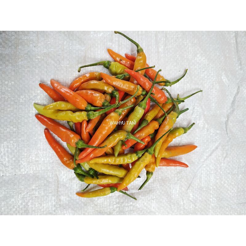 

CABE RAWIT MERAH / RAWIT SETAN 500 GRAM KUALITAS SUPER DARI PETANI LANGSUNG
