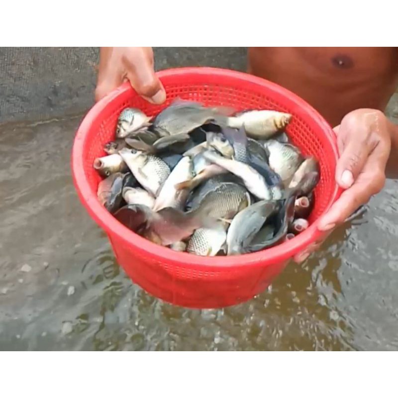 

Bibit ikan mas konsumsi paket 1kg