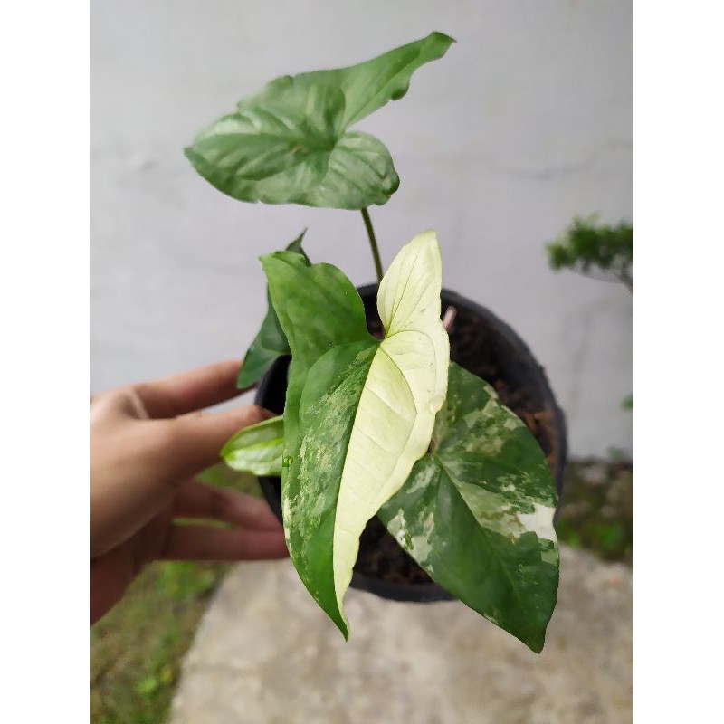 Syngonium Albo Variegata