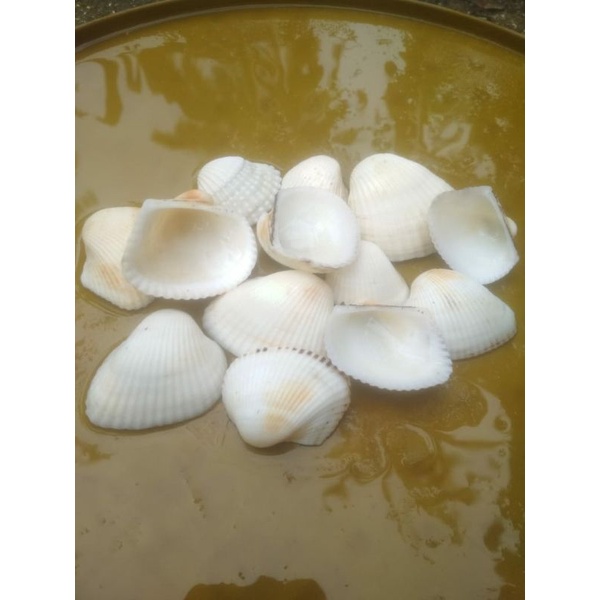 cangkang lamis 15pcs kerang putih untuk kerajinan/hiasan aquarium