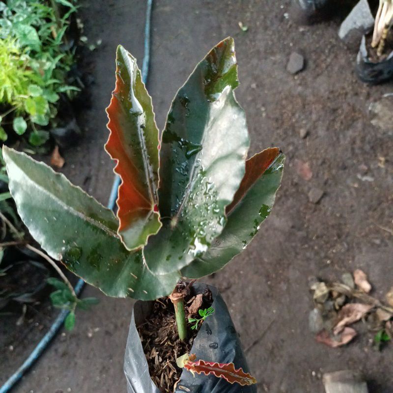 begonia  kuping kelinci