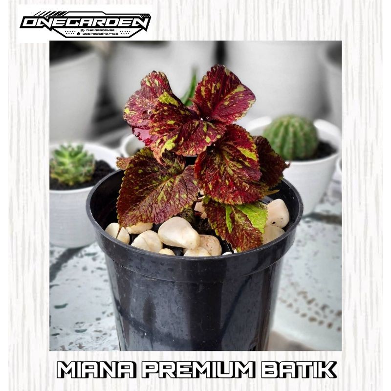 BUNGA MIANA BATIK PREMIUM