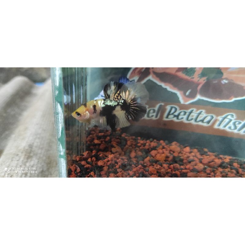 Cupang HM Yellow Cooper grade A++