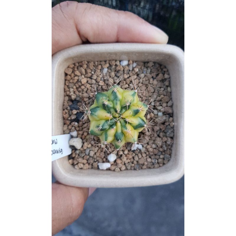 Cactus Gymnocalycium mihanovichii variegated marble , kaktus gymno miha varigata marbel