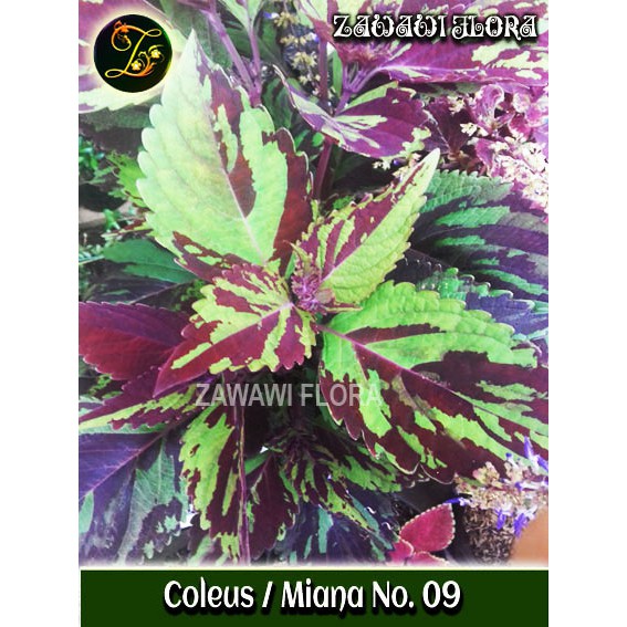 Coleus Miana Batik No 09