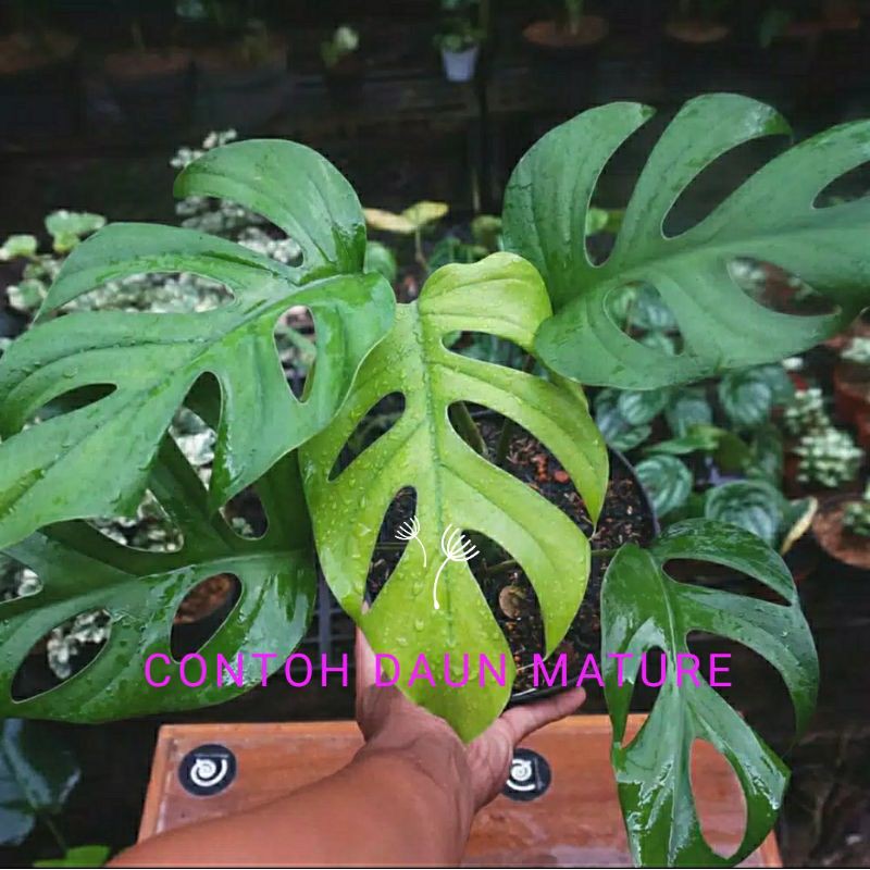 Raphidopora pertusa