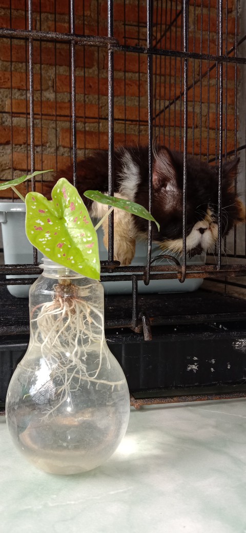 Batik Ippnu Pekalongan