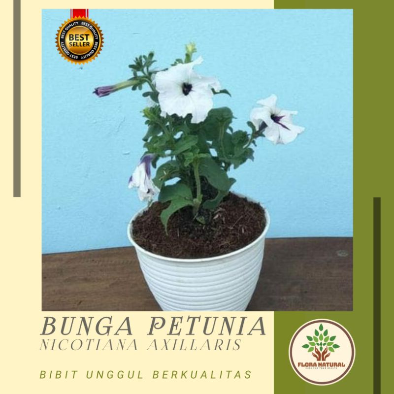 Bibit pohon bunga petunia Tanaman hias bunga petunia