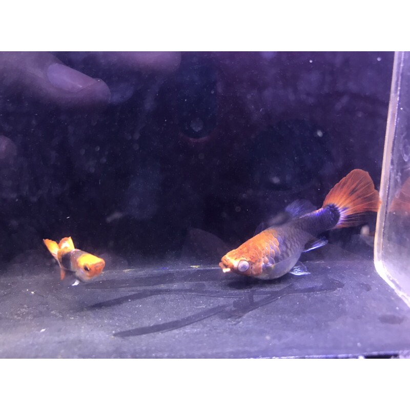 tuxedo koi short body gen king