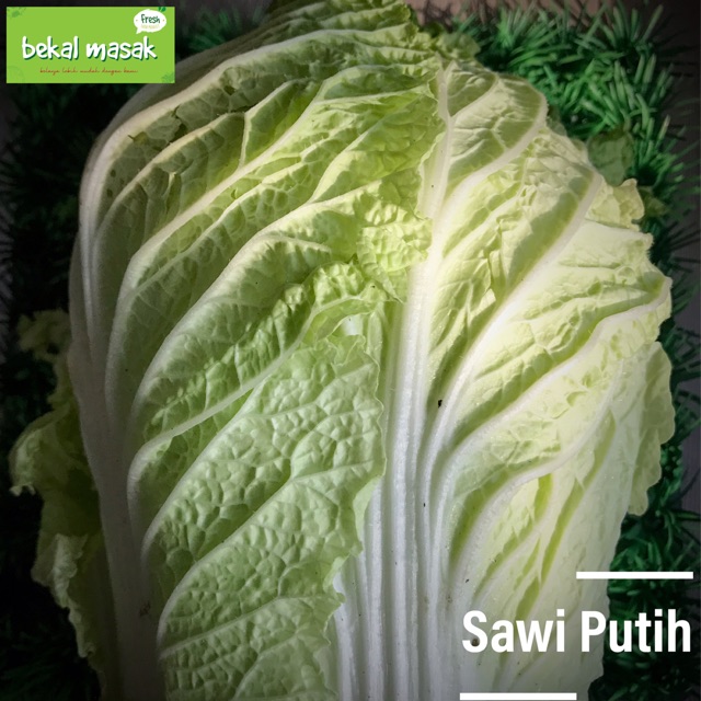 

Sawi Putih