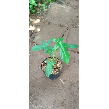 tanaman hias hidup philodendron pedatum merpati
