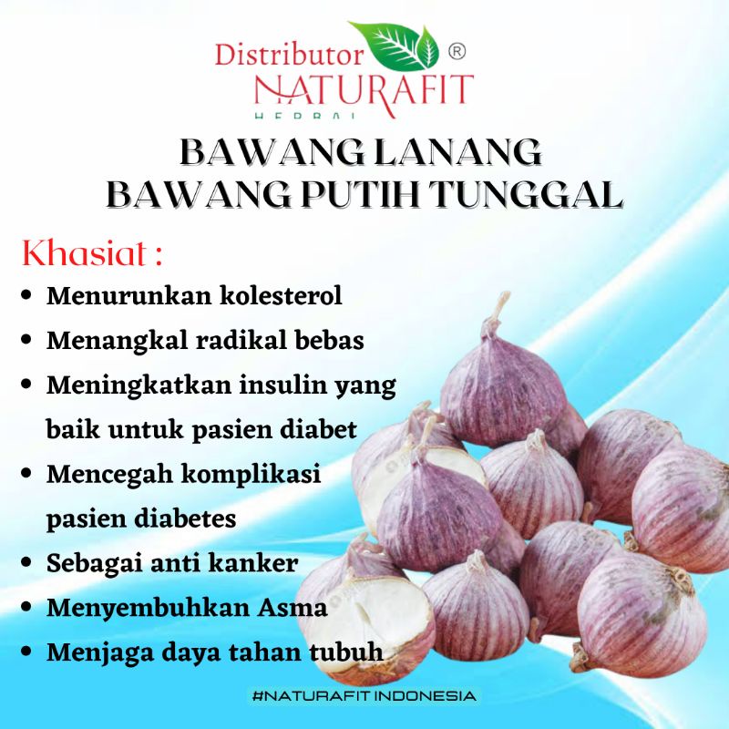 

Bawang putih tunggal. Bawang Lanang stok terbaru. Harga per 100 gram
