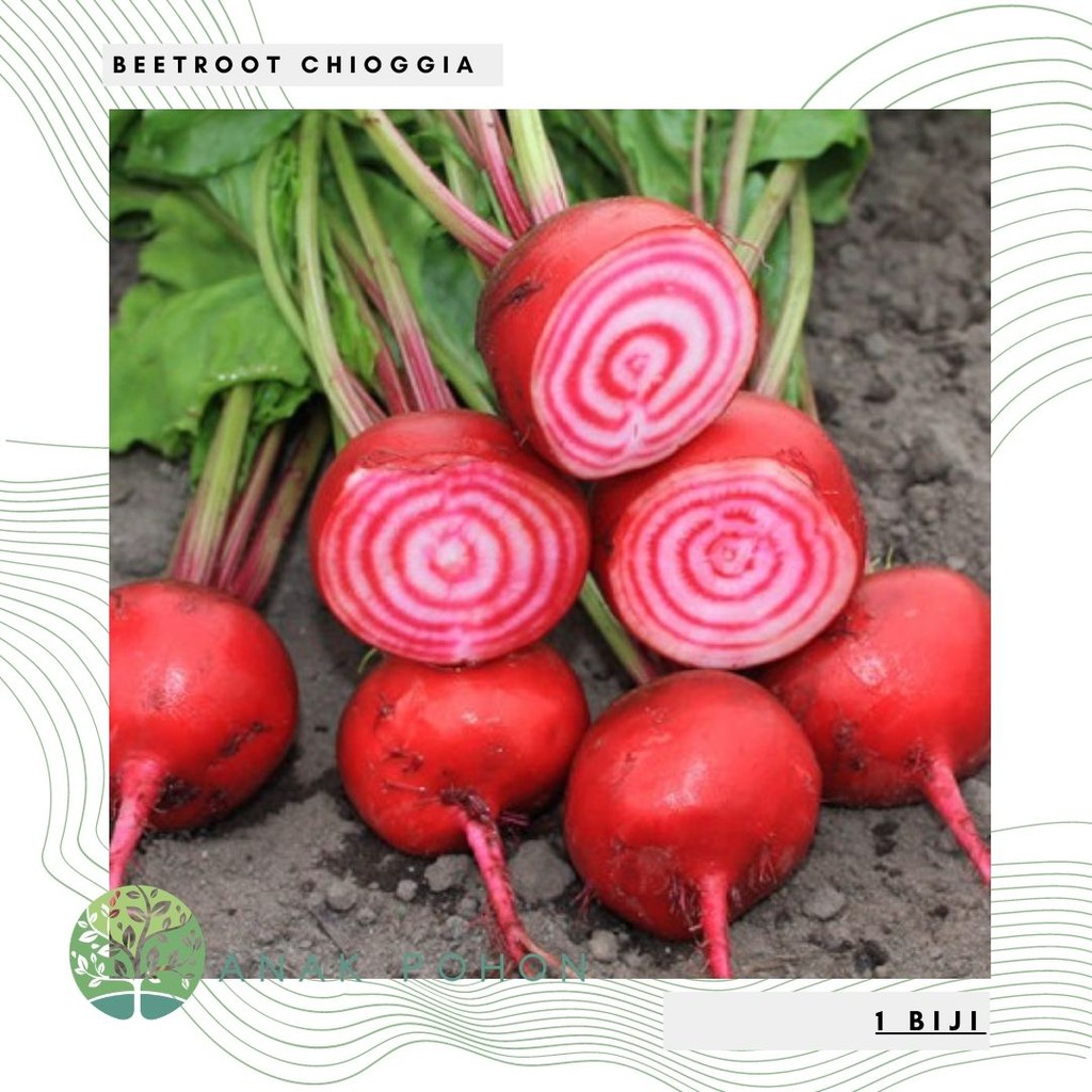 Benih Bibit Biji - Beetroot Chioggia Stripe Candy (Beta Vulgaris) Buah Bit Motif Spiral Seeds - IMPORT