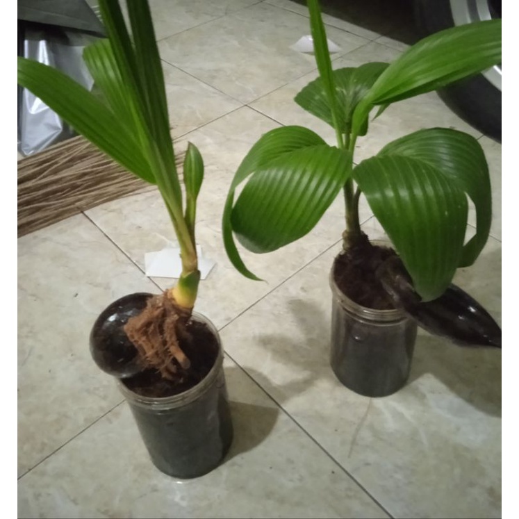 Bonsai kelapa minion