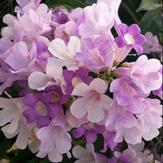 Tanaman rambat garlic vine