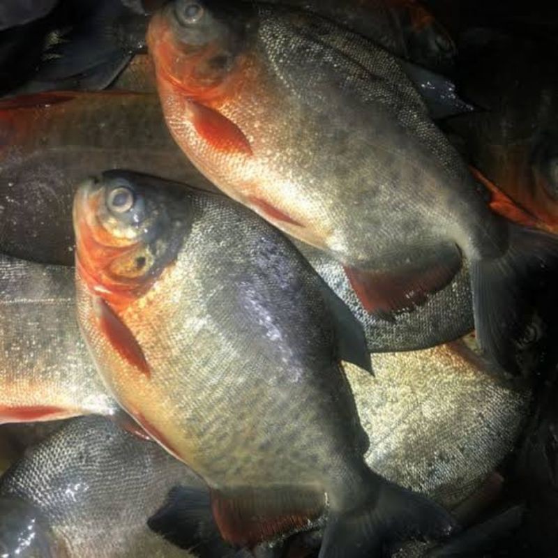 

ikan bawal tawar segar berkualitas - 1 kilogram