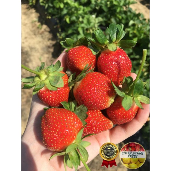 

strawberry segar kualitas terjamin