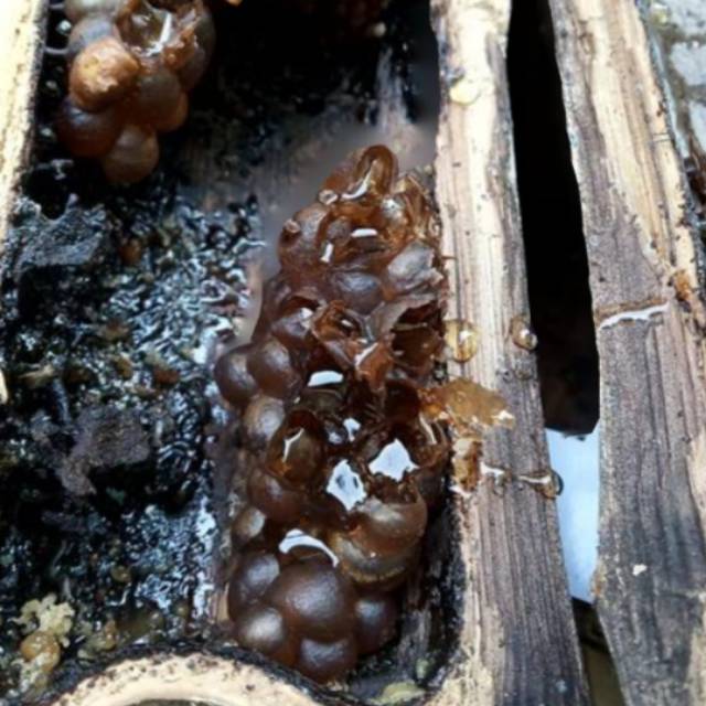 

MADU KLANCENG HUTAN LIAR (BUKAN BUDIDAYA) kemasan 1 Liter