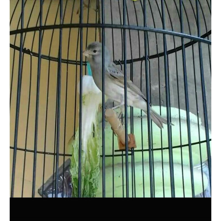 Burung Kenari StarBlue Gacor/Burung kenari StarBlue jantan/Burung Kenari StarBlue Betina