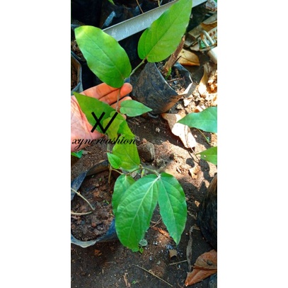 Cabe jawa / Cabe jamu / Cabai jawa