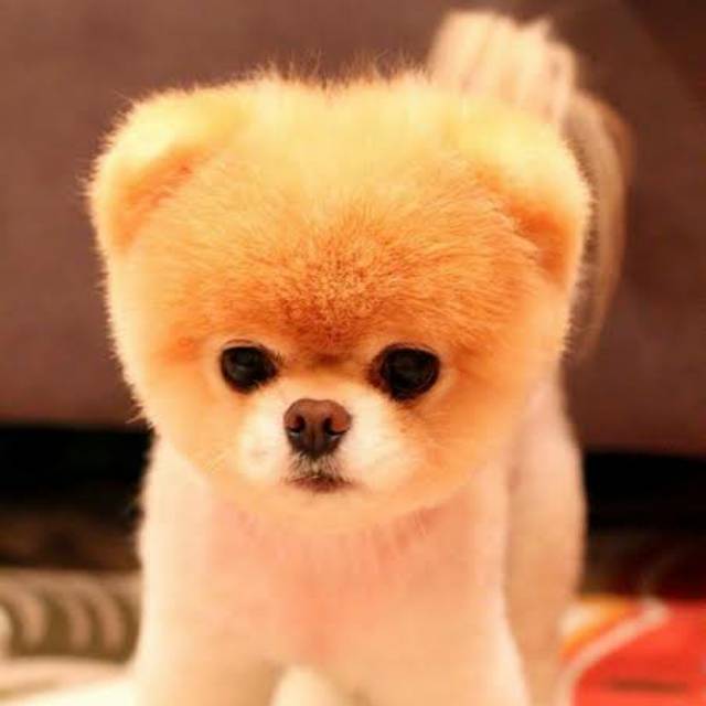 dessynatalialuantorolioe