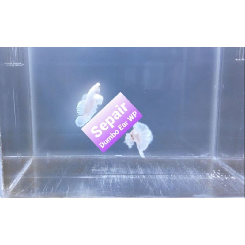 Ikan Cupang Hias Sepasang Dumbo Ear White Platinum (Nice Color)