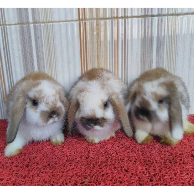 Kelinci mini Holand lop