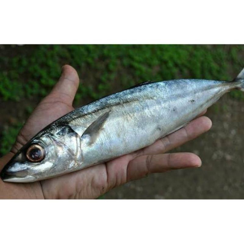 

ikan kembung layang jumbo