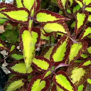 Miana bolu nanas akar/miana premium miana sultan