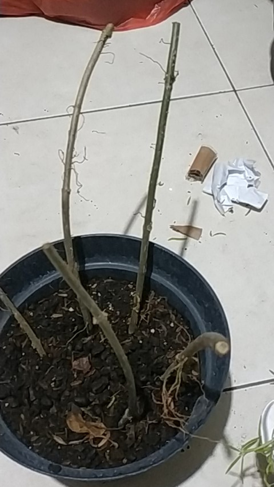 4 Stek Batang Atau Bibit/tanaman Cincau Hijau Banyak Manfaat