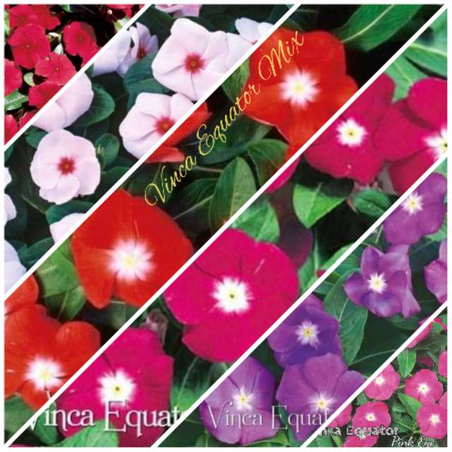 BUNGA VINCA JEPANG MIXED 7 BENIH