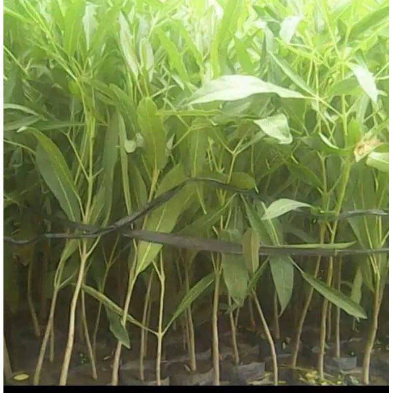 bibit tabebuya kuning