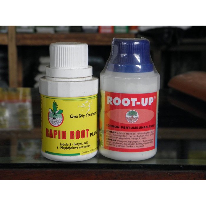 Rapid root Root up pemicu akar untuk cangkok