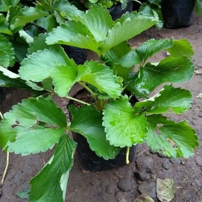 Tanaman Buah Strawberry Australia Jumbo