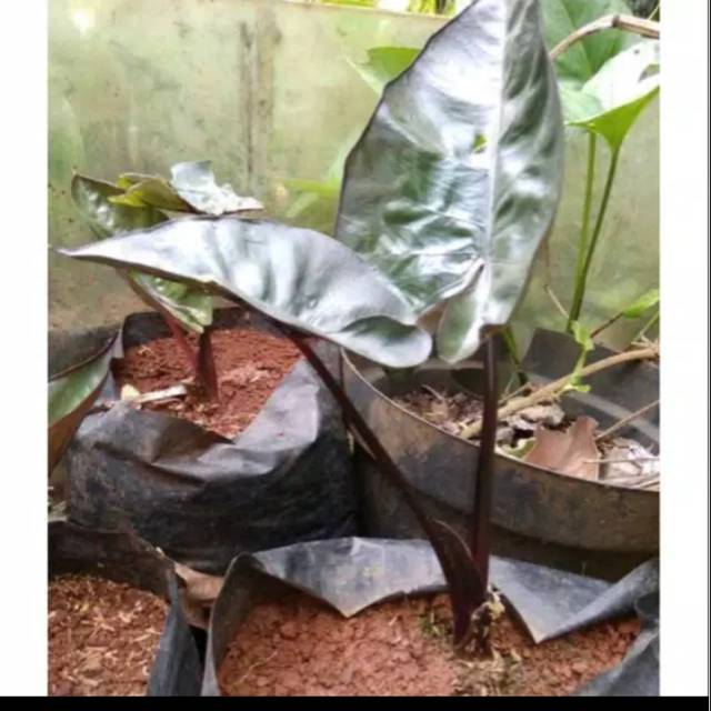tanaman hias keladi hitam alocasia keladi hitam