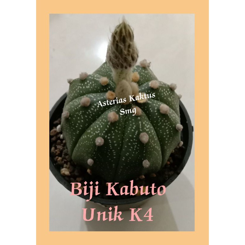 MURAH Biji Kaktus Astro Astrophytum Kabuto Unik K4