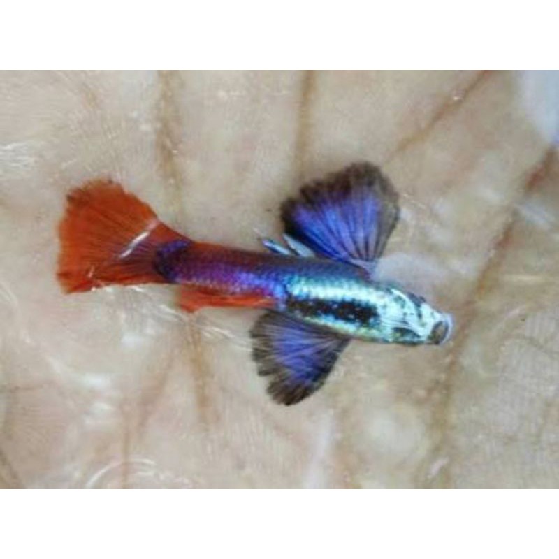 ikan guppy platinum red tail ikan hias aqua scape
