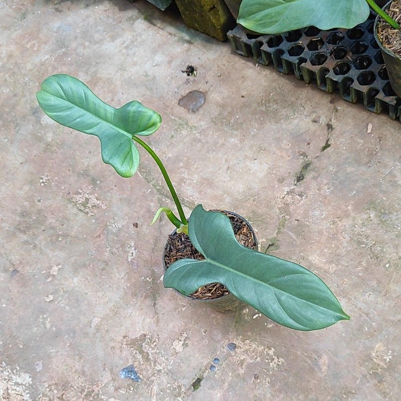Philodendron violin, Tanaman hias philodendron violin