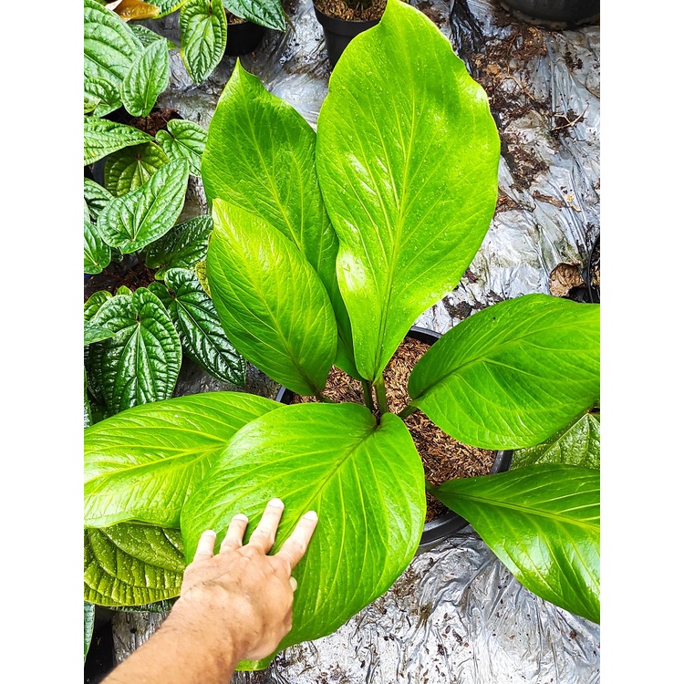 Anthurium Jemani Cobra Calon Indukan / Anthurium Cobra / Tanaman Hias Anthurium jemani kobra / anthu