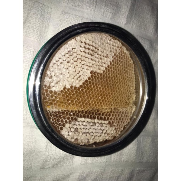 

Sarang Madu Sidr Super Asli 1000% Lembah Do'an Yaman