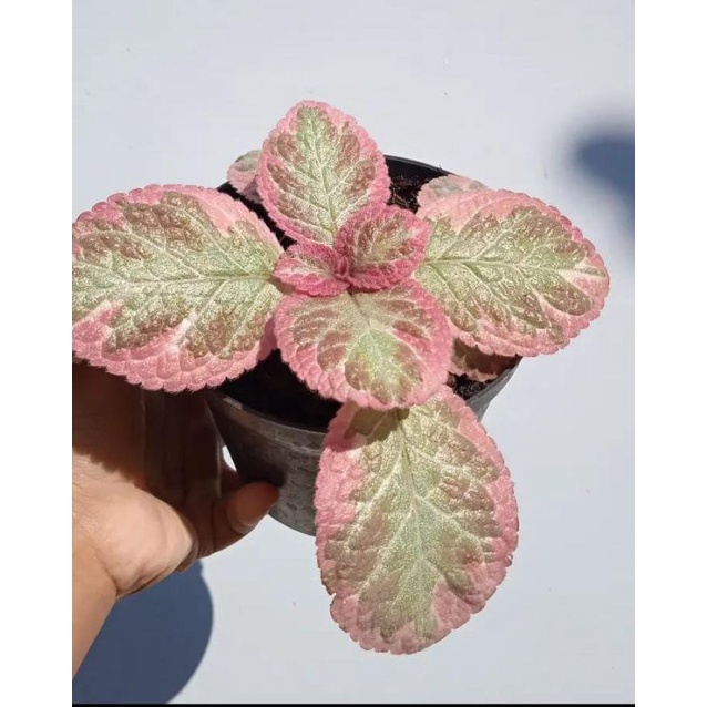 Episcia Cleopatra