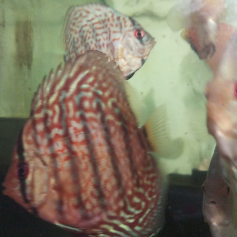 Ikan Discus 2" 5ek. lss btq dan Hc
