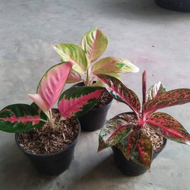 Bibit aglonema 3 paket