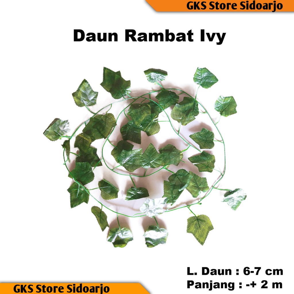 Daun Rambat Hight Quaity Import