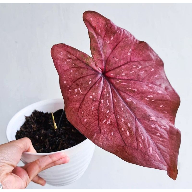 bibit CALADIUM RED BROWNIES, caladium red brownis , brownis