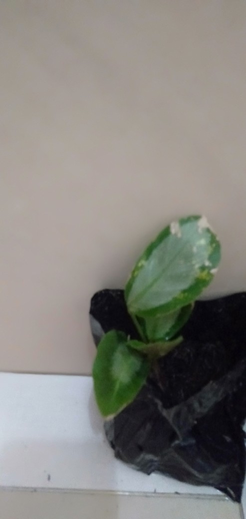 Tanaman Hias Calathea Drag Star Tanaman Calathea Drakstar