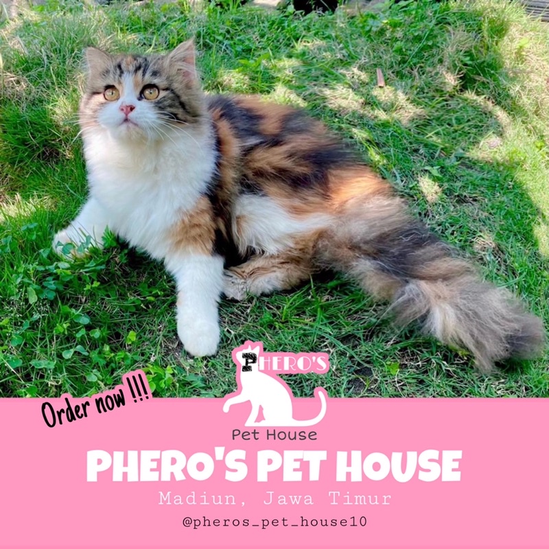 Kucing Persia Calico Tebby #pherospethouse #pheros_pet_house10 PHEROS PET HOUSE