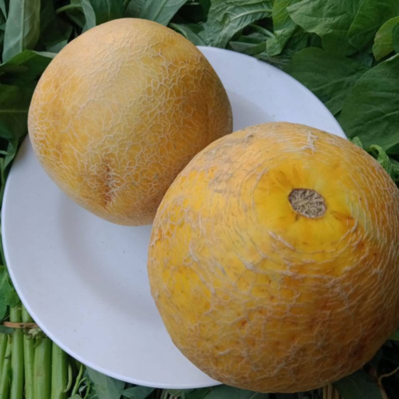 MELON